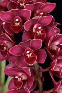 Cymbidium Crimson Falls Ori Gem HCC/AOS 79 pts.